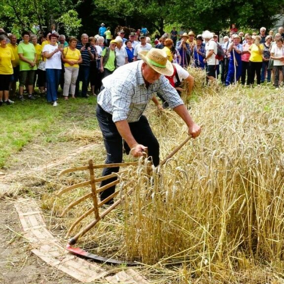 Žetev pšenice na tradicionalen način - visitdolenjska